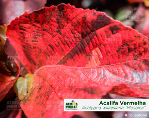 acalifavermelha-acalypha-wilkesiana-mosaica-02